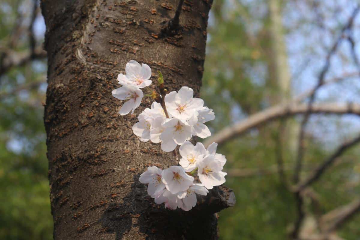 1 sklenice pod stromem – a třešně jsou větší než meruňky: sladké jako med – bez kyselosti