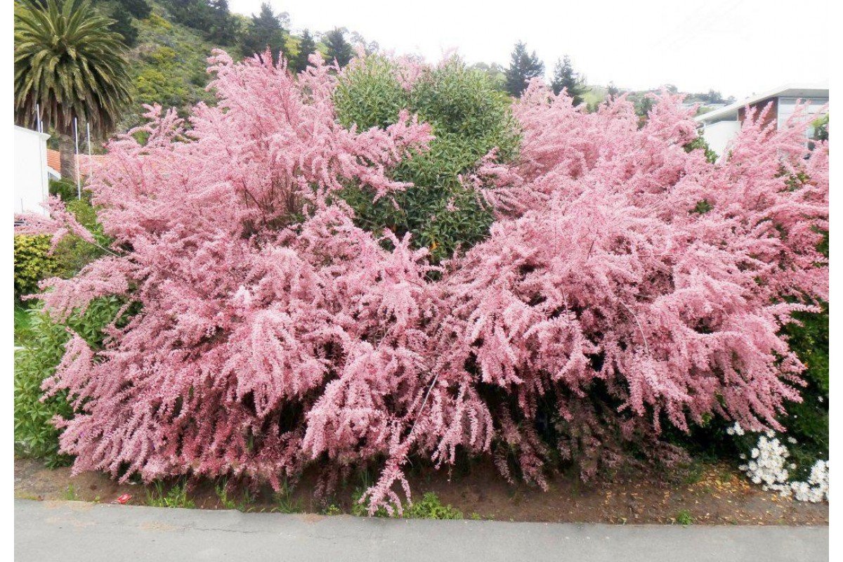 Voňavý strom, ideální pro vytvoření květinové clony v zahradě.