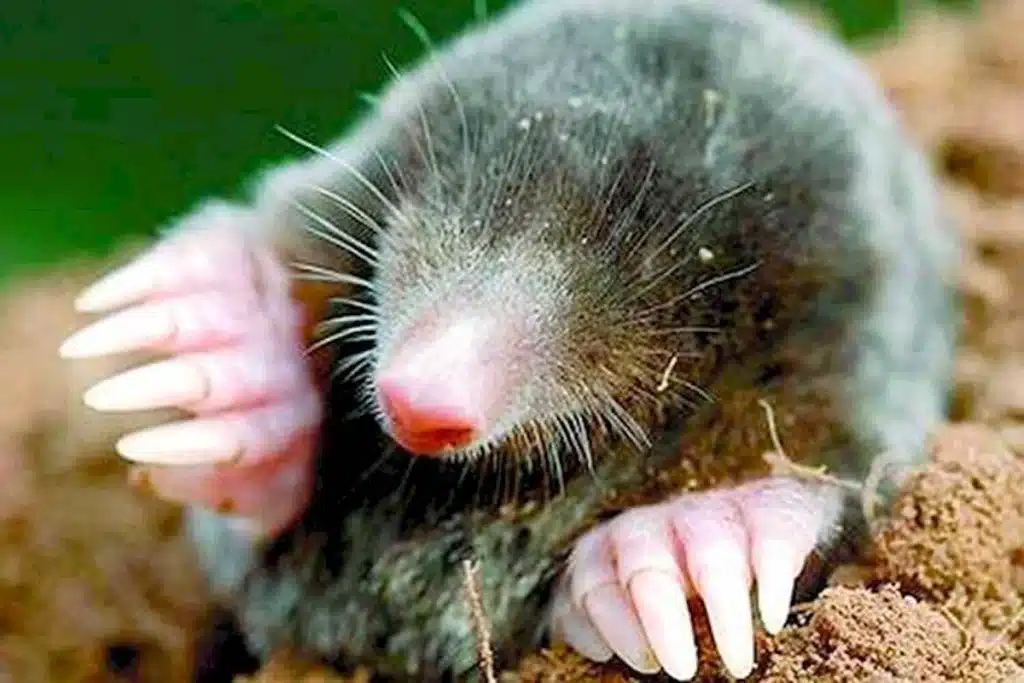 Hoďte list na hromadu. Páchne jako krtek. Uteče co nejdál.