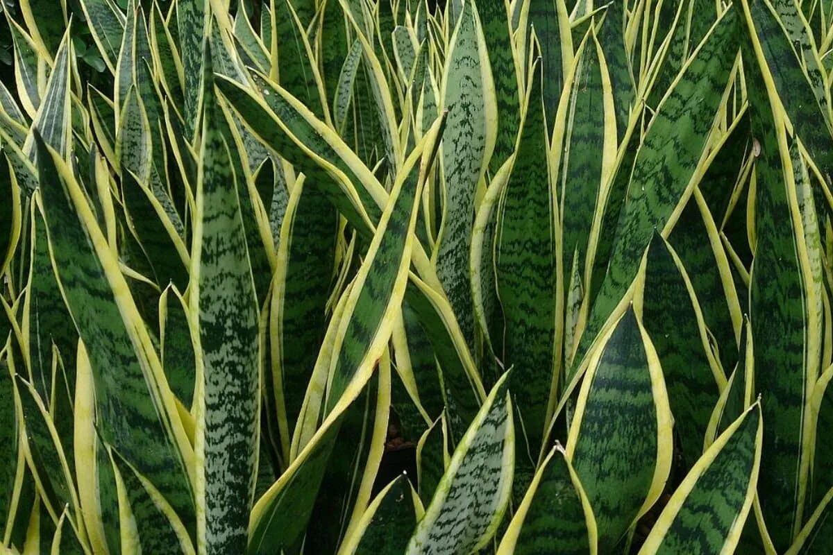 Je škoda, že jsem se o preferencích sansevierie dozvěděla tak pozdě. Pravidelně ji přidávám do půdy a roste skvěle.