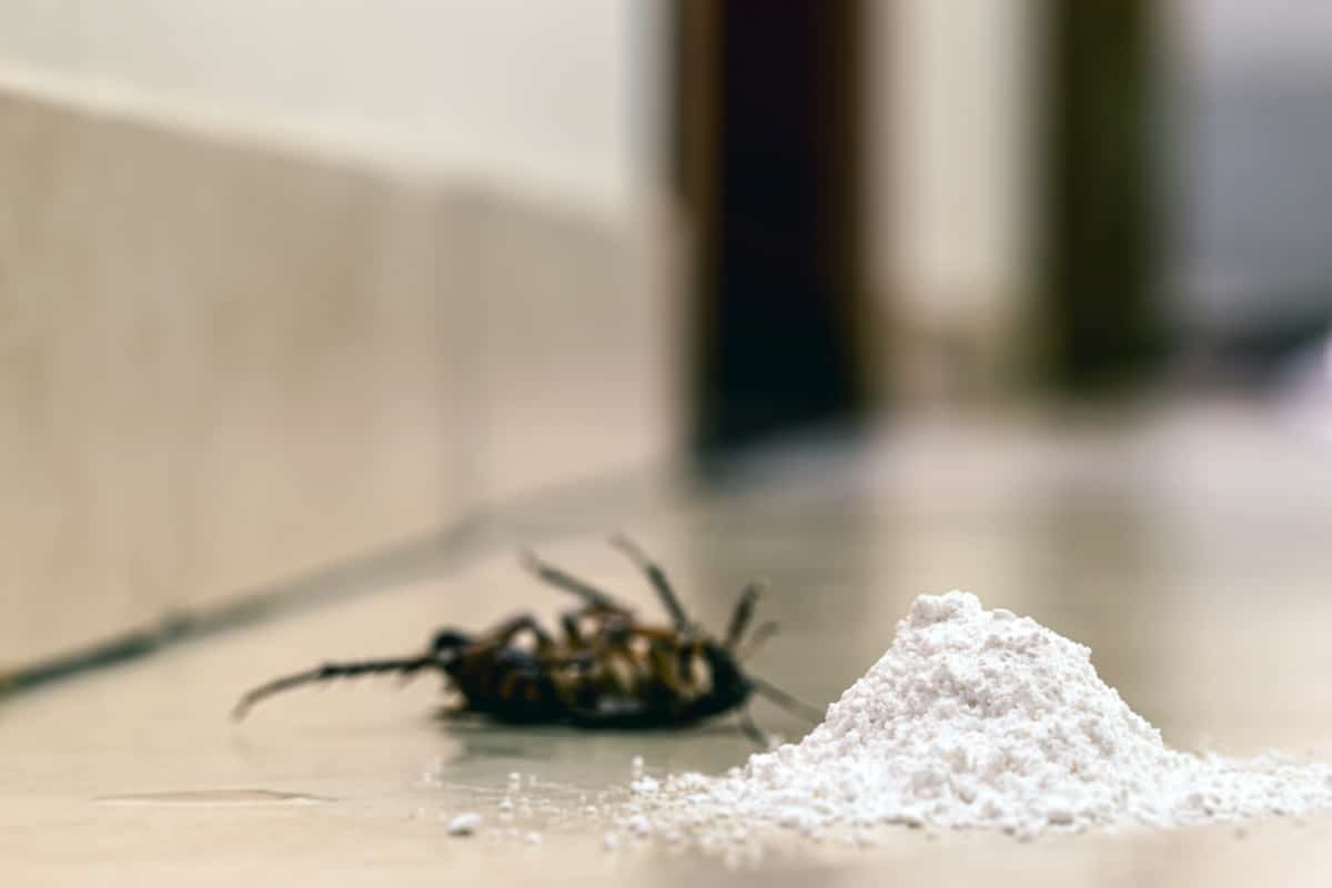 Chemický inženýr: „Insekticidy jsou proti švábům k ničemu, kyselina boritá je lepší.“