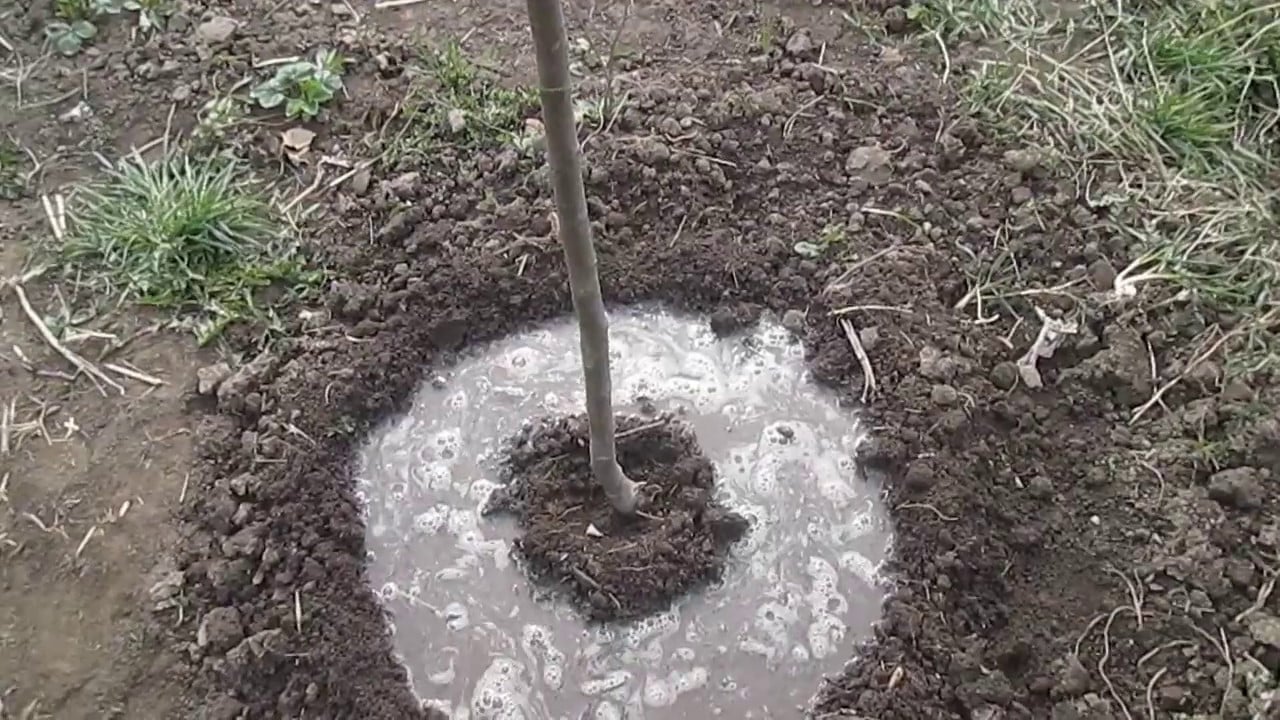 1 sklenice pod stromem – a třešně jsou větší než meruňky: sladké jako med – bez kyselosti